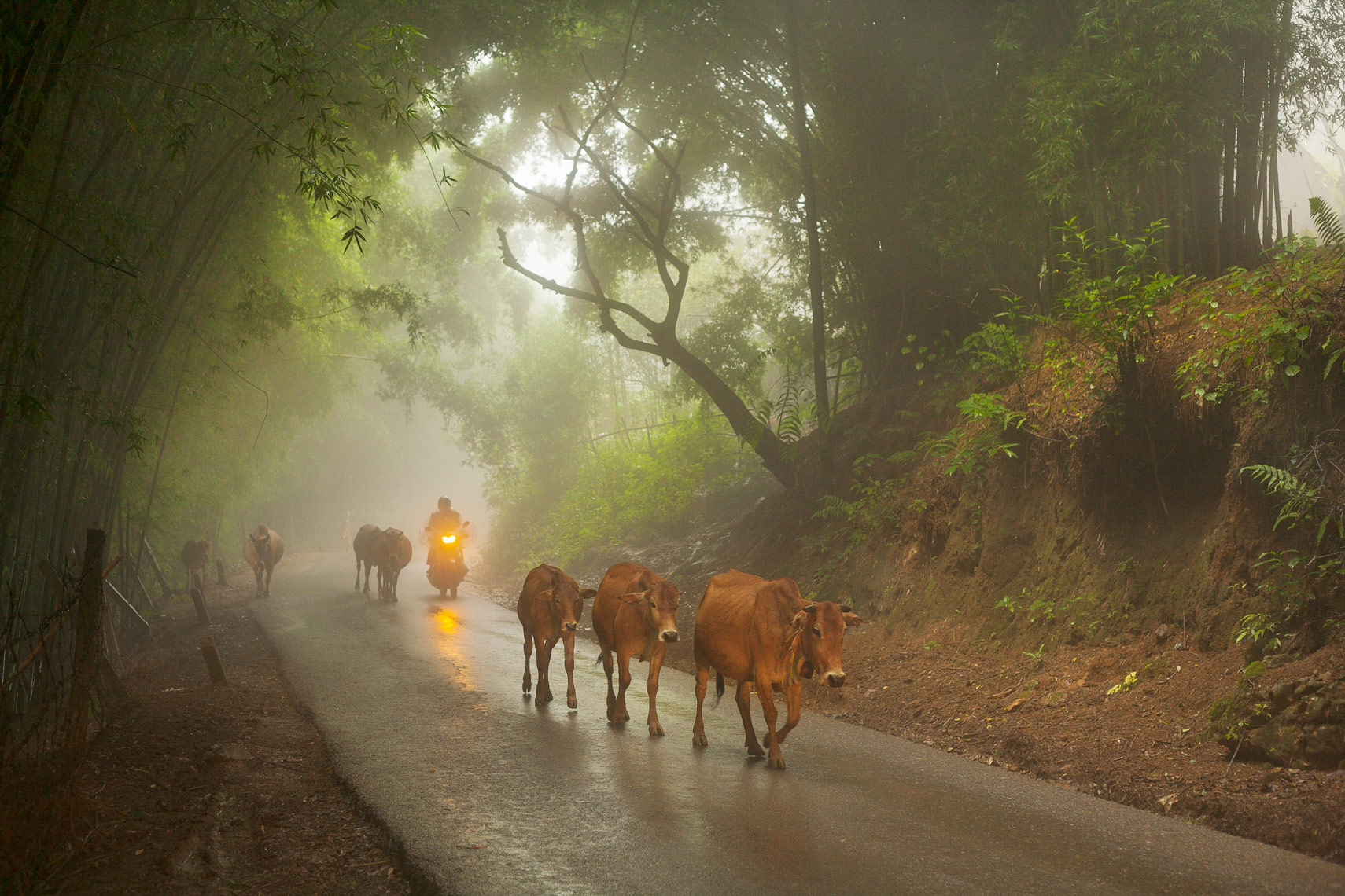 Livestock Road - Sapa